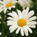 Perennial Shasta Daisies