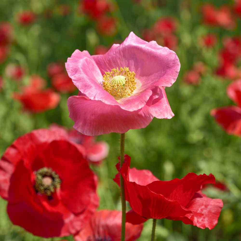 These Poppies...