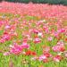 Shirley Poppy Wild Flowers