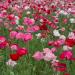 Papaver Rhoeas Flowers