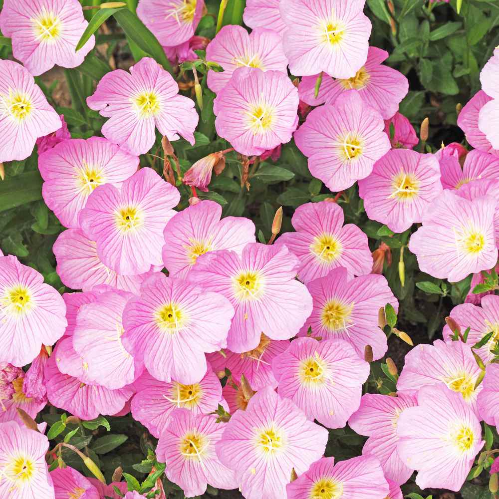 Evening Primrose Perennial Evening Primrose Perennial