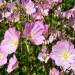 Showy Evening Primrose Plant