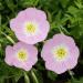 Oenothera Speciosa Wildflowers