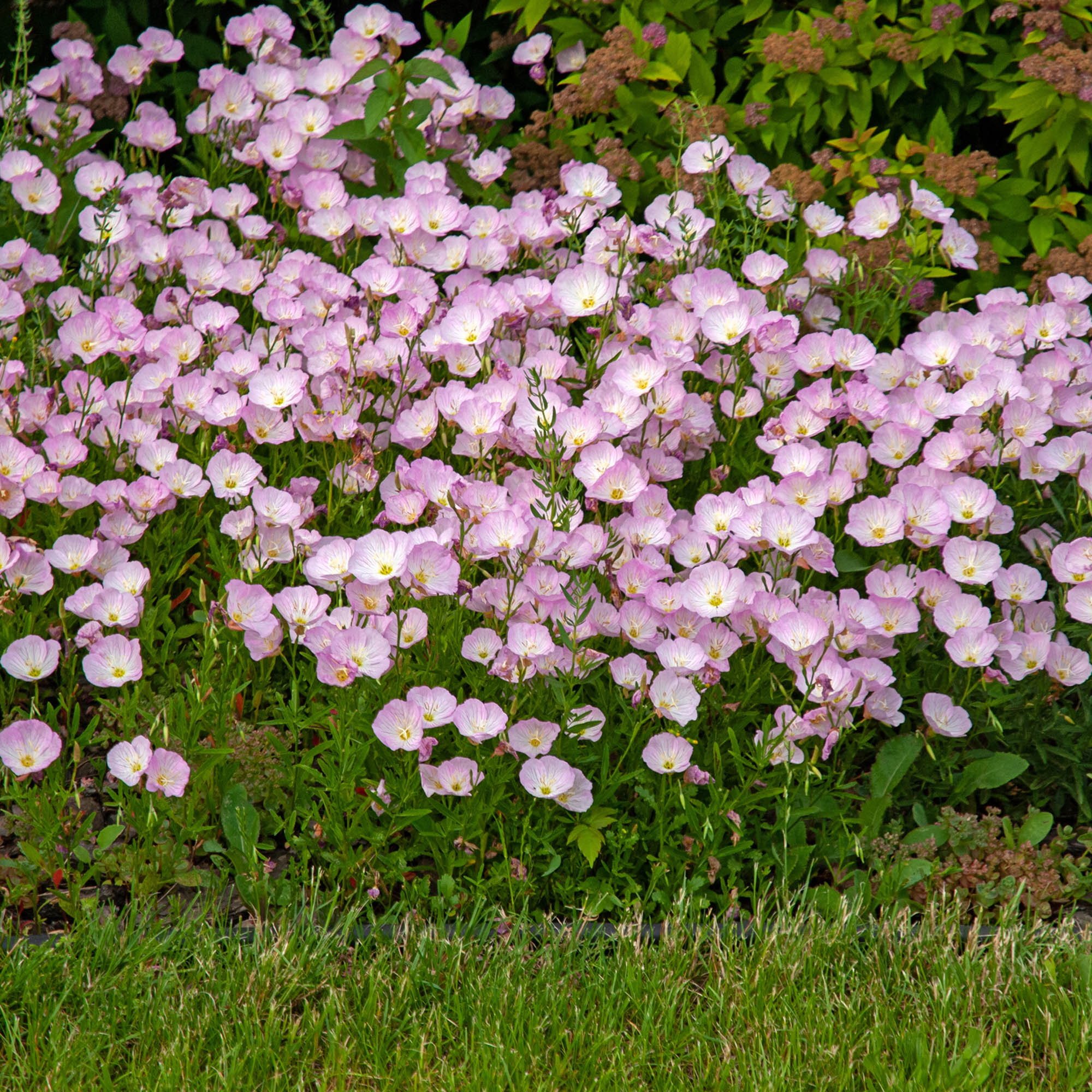 Perennial Showy Evening Primrose Seeds