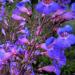 Penstemon Spectabilis Showy