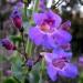 Penstemon Showy Wildflowers