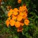 Siberian Wallflower Wildflowers