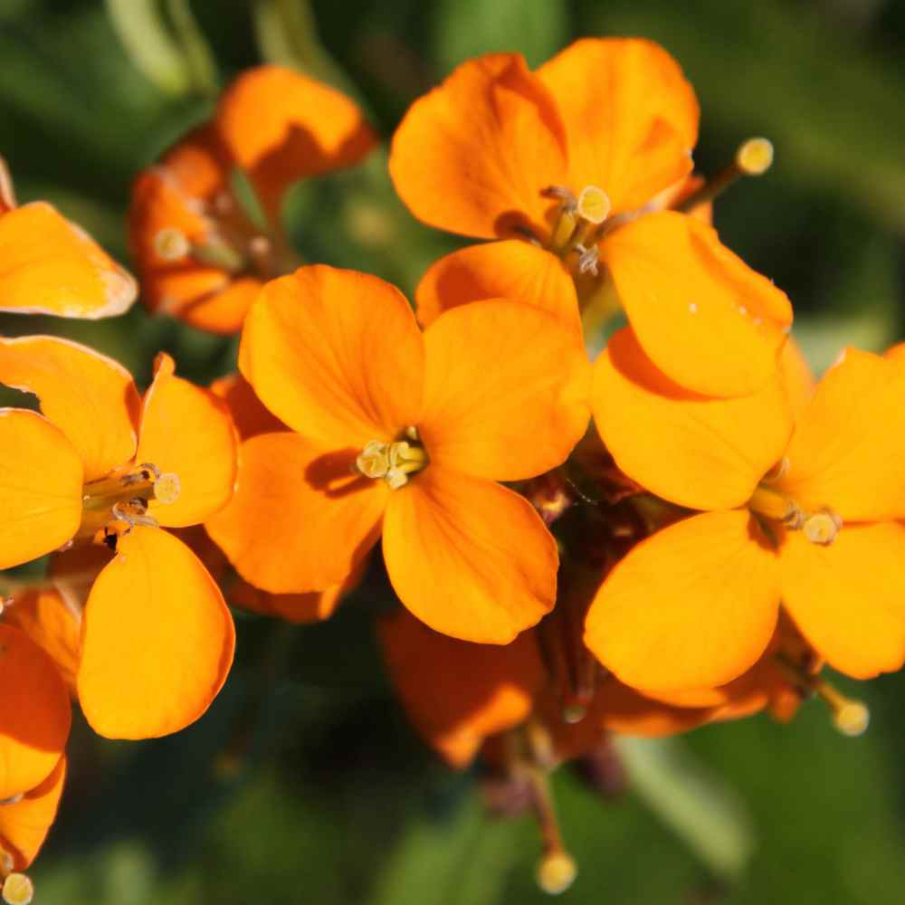 Siberian Wallflower Seeds