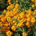 Siberian Wallflower Wild Flower Field