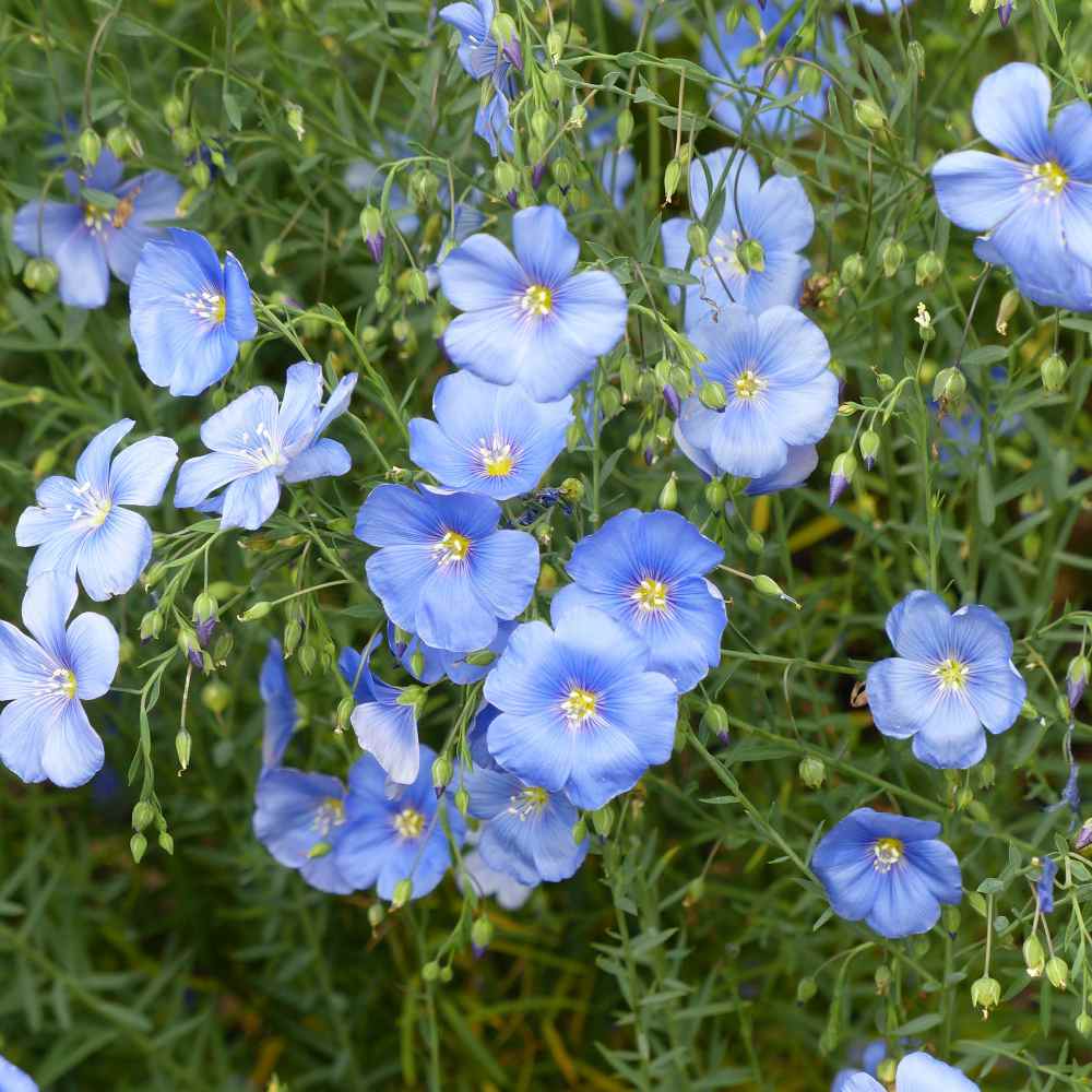 Linseed / Flax (Linum usitatissimum), The Beautiful