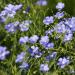 Sky Blue Flax Plants