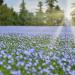 Sky Blue Flax Field