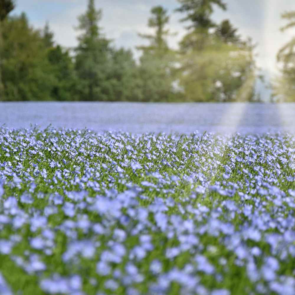 Sky Blue Flax Field
