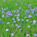 Linum Usitatissimum Sky Blue