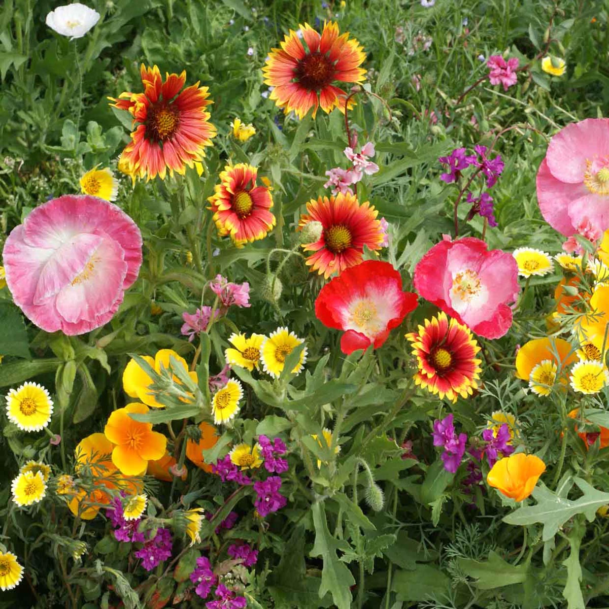 California Native Wildflower Mixture