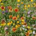 Southwest Wildflower Seeds