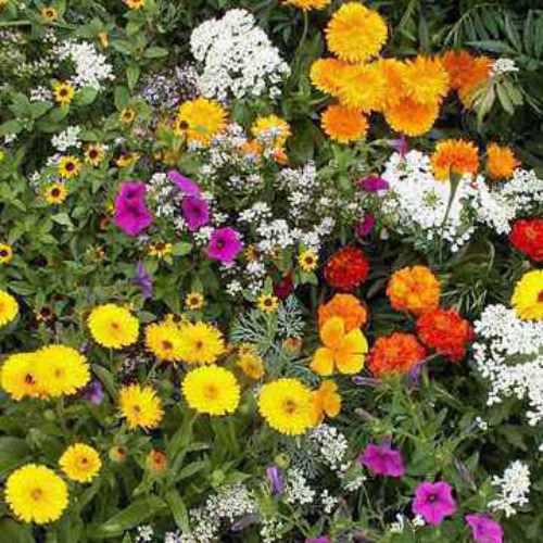 Annual Wild Flower Seed Mix