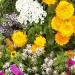 Dwarf Wild Flower Seed Mix