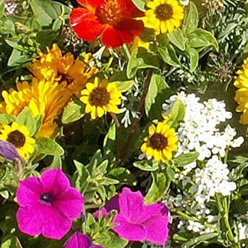 Annual Wild Flower Seed Bag