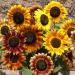 Sunflower Autumn Flower Seed Mix