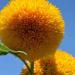 Sunflower Giant Flower Seed