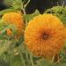 Sunflower Giant Wildflower Seed