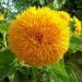 Sunflower Sungold Giant Flower Seed