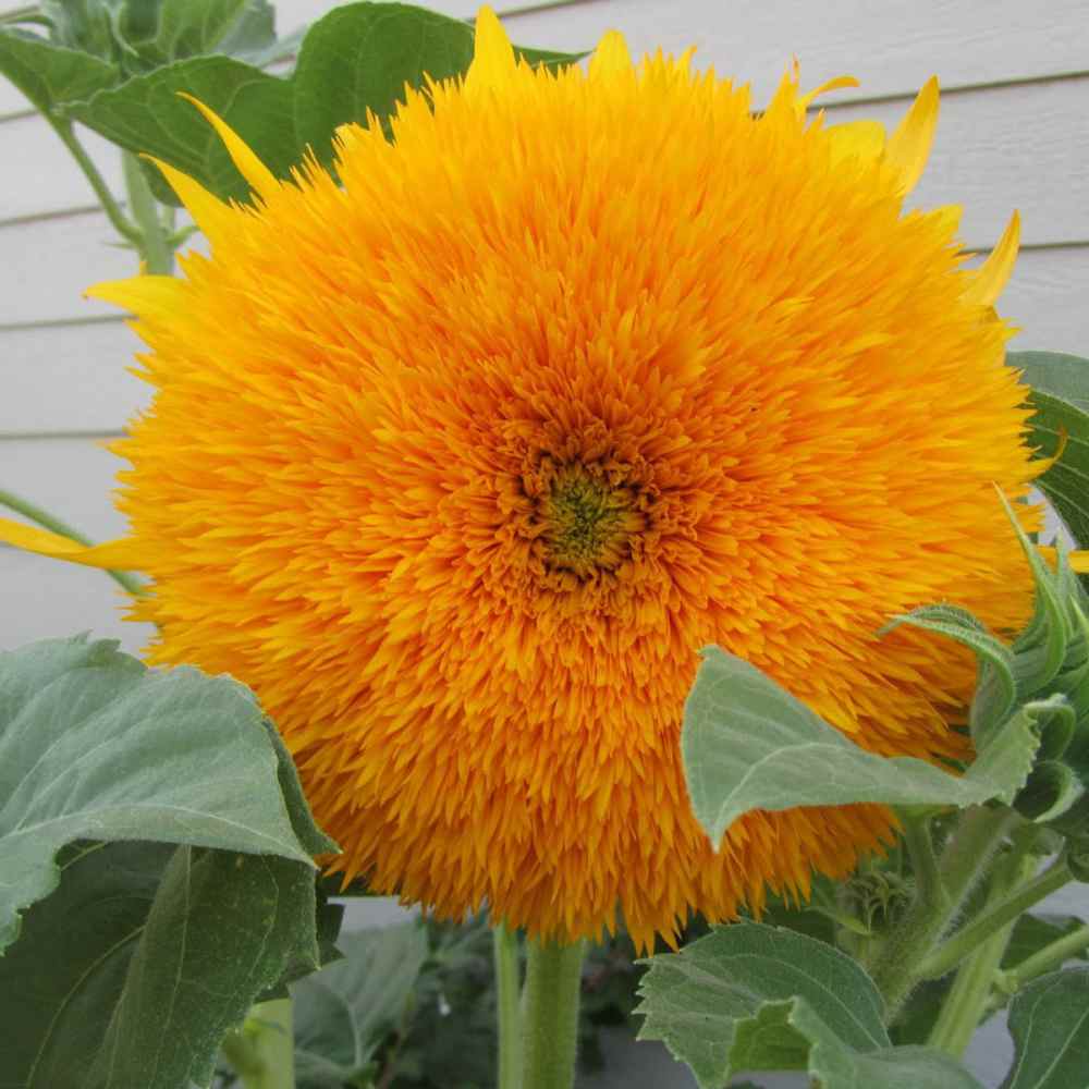 Sunflower Seeds | Giant Sungold