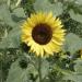 Annual Lemon Queen Sunflowers