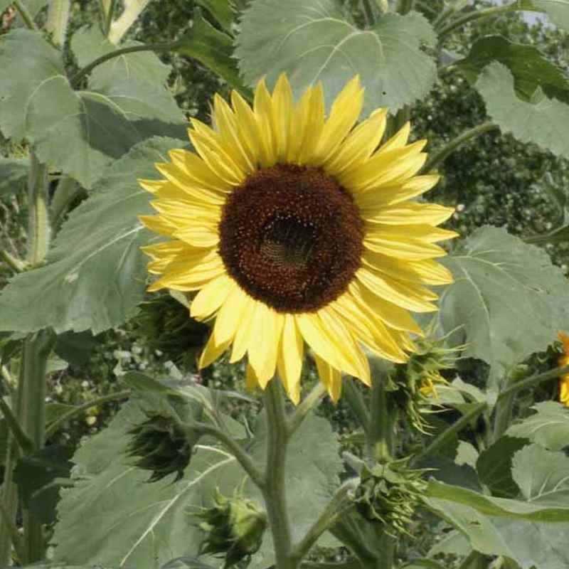 This Sunflower Is...