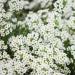 Sweet Alyssum Wild Flower Seed