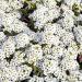 Sweet Alyssum Wildflower Seed