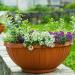 Sweet Alyssum Container