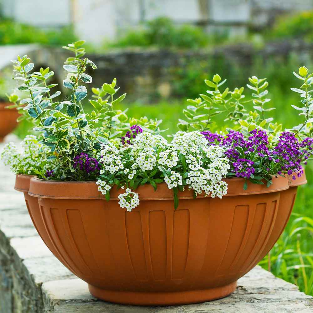 Image of Sweet Alyssum summer hanging basket flowers