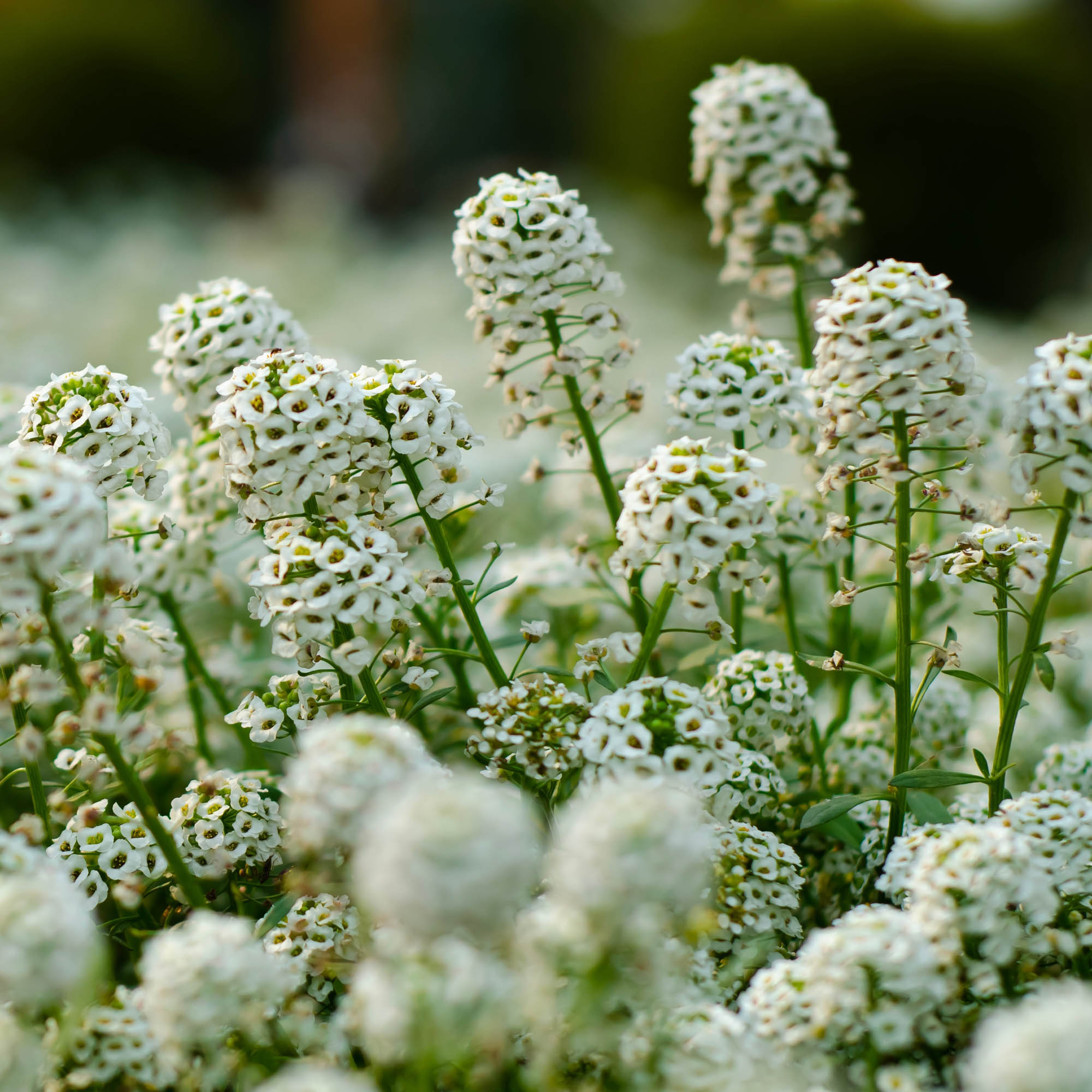 Sweet Alyssum Wildflowers Seeds For Planting