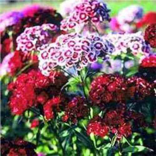 Sweet William Wild Flower Seed