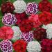 Sweet William Wild Flower Seed