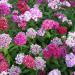 Sweet William Wild Flowers