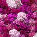 Dianthus Barbatus Sweet William