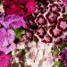 Dianthus Barbatus Sweet William Flowers