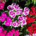 Sweet William Wild Flower Mix