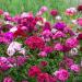 Sweet William Wild Garden Flowers