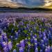 Perennial Texas Bluebonnet Wildflower Seed