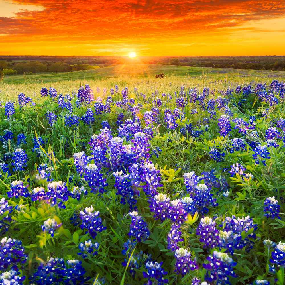 Texas Wildflowers Pictures And Names texas-wildflowers-pictures-and-names