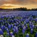 Texas Bluebonnet Wildflowers