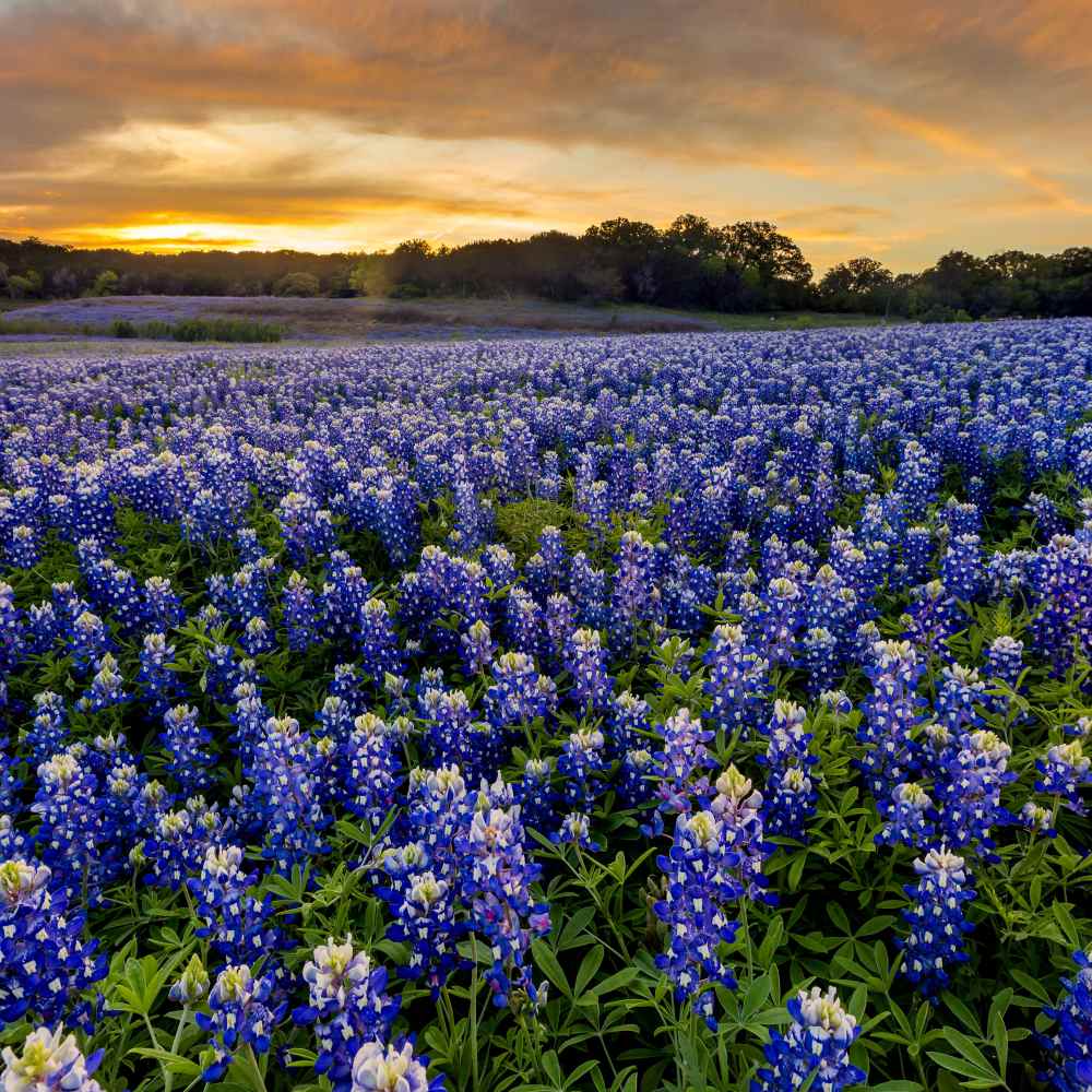 bluebonnet dodge in new braunfels