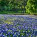Texas Bluebonnet Wildflower Seed