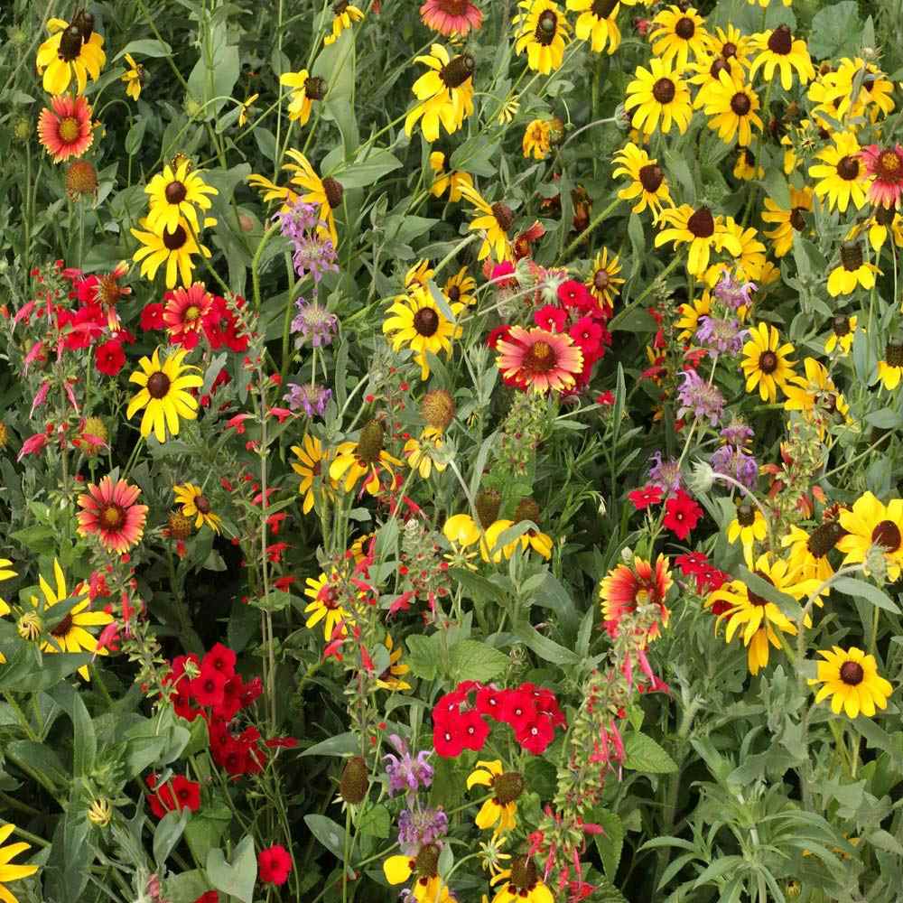 Texas/Oklahoma Wildflowers