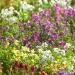 Toadflax Wildflowers