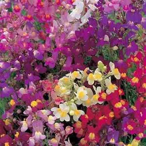 Linaria Toadflax Wild Flowers